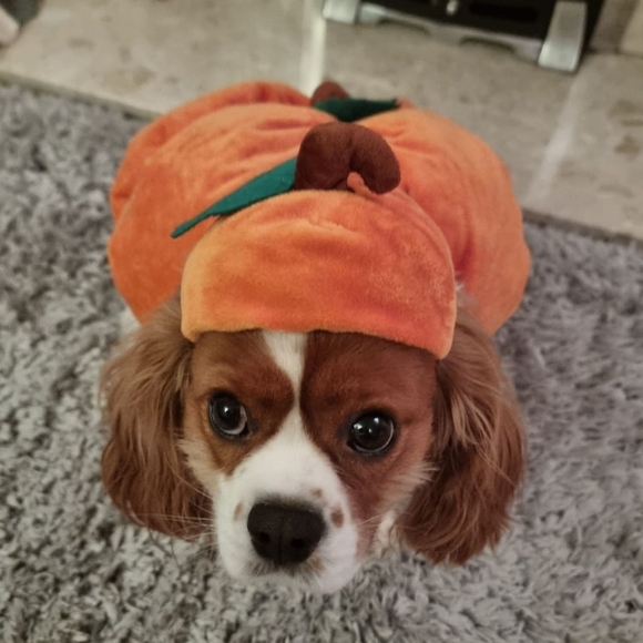 My yorkie has passed my heart is broken ๐ But Above My New Puppy A Fab Gift - Picture 12 of 14